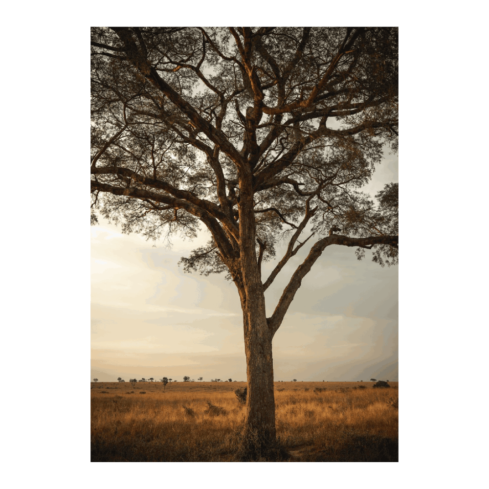 Uganda Tree