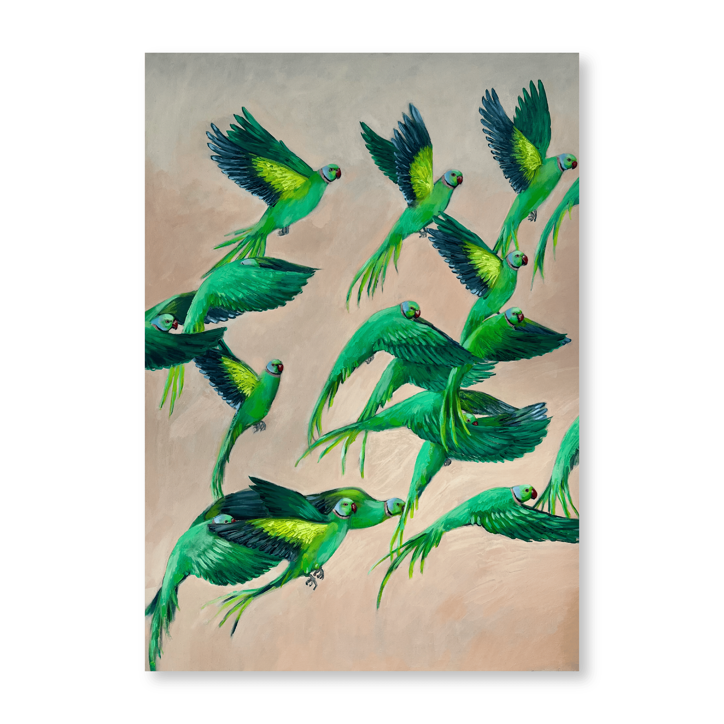 Rose-Ringed Parakaeets | Original