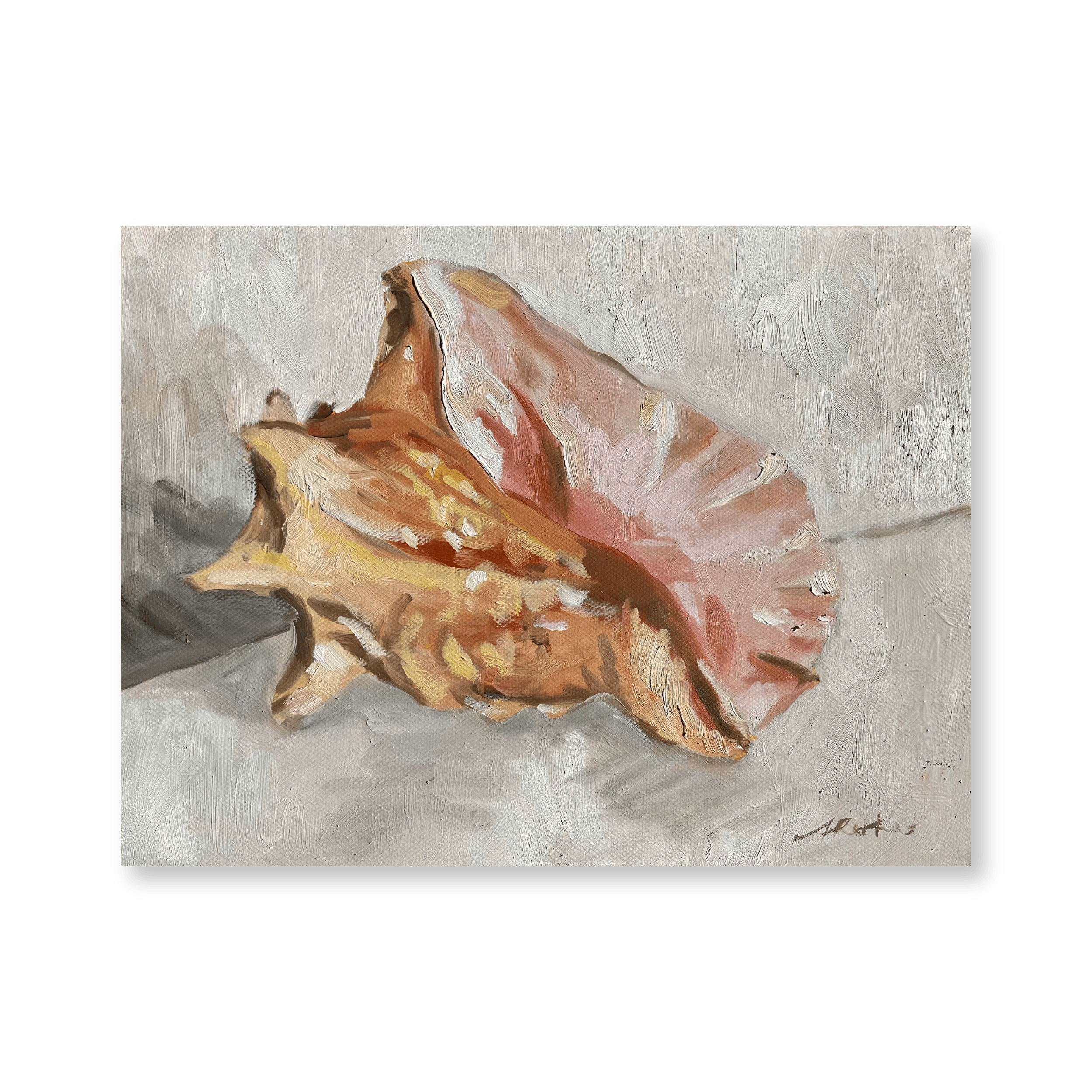 Still Life Of A Conch | Original