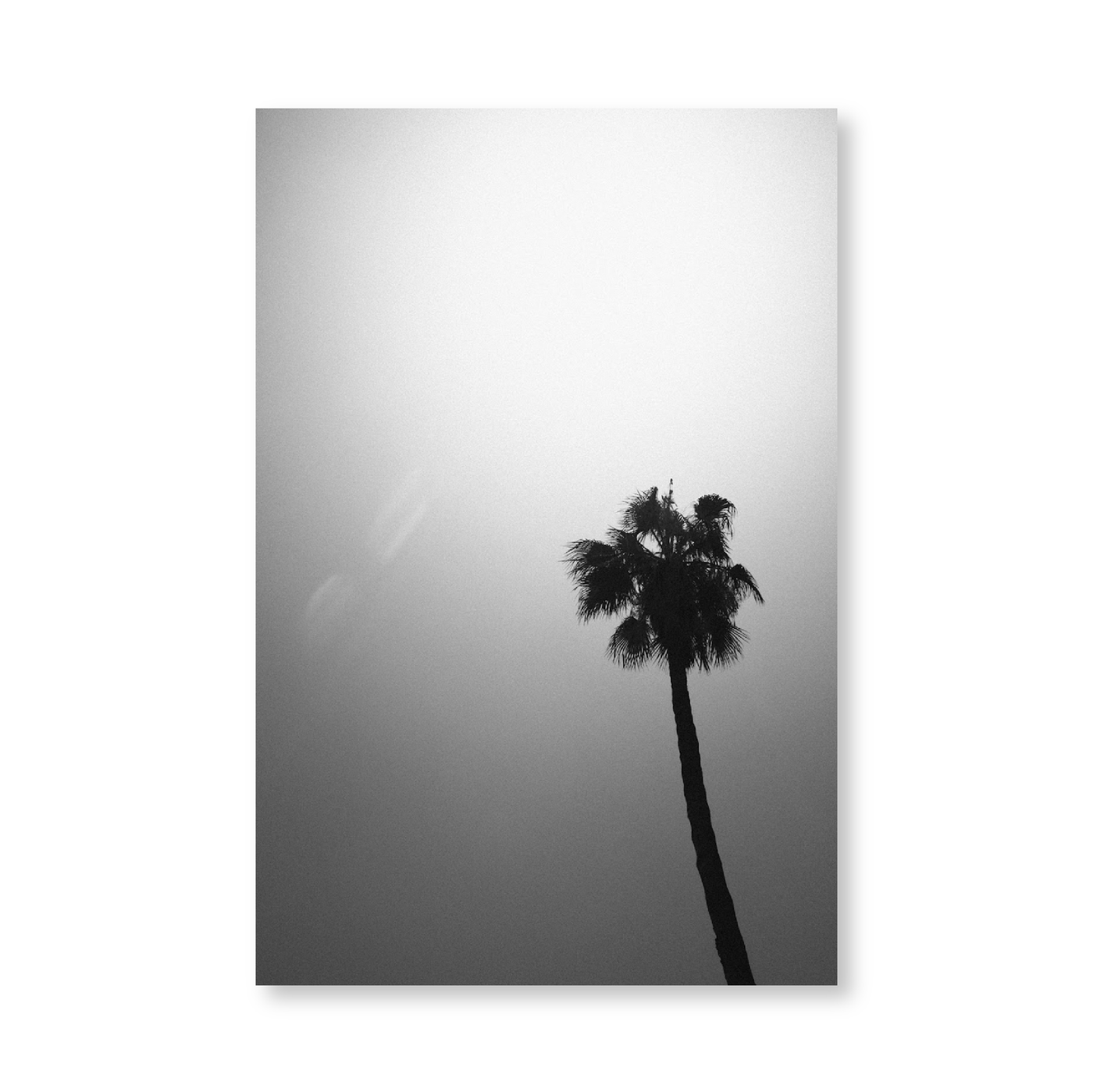 Palm Tree I