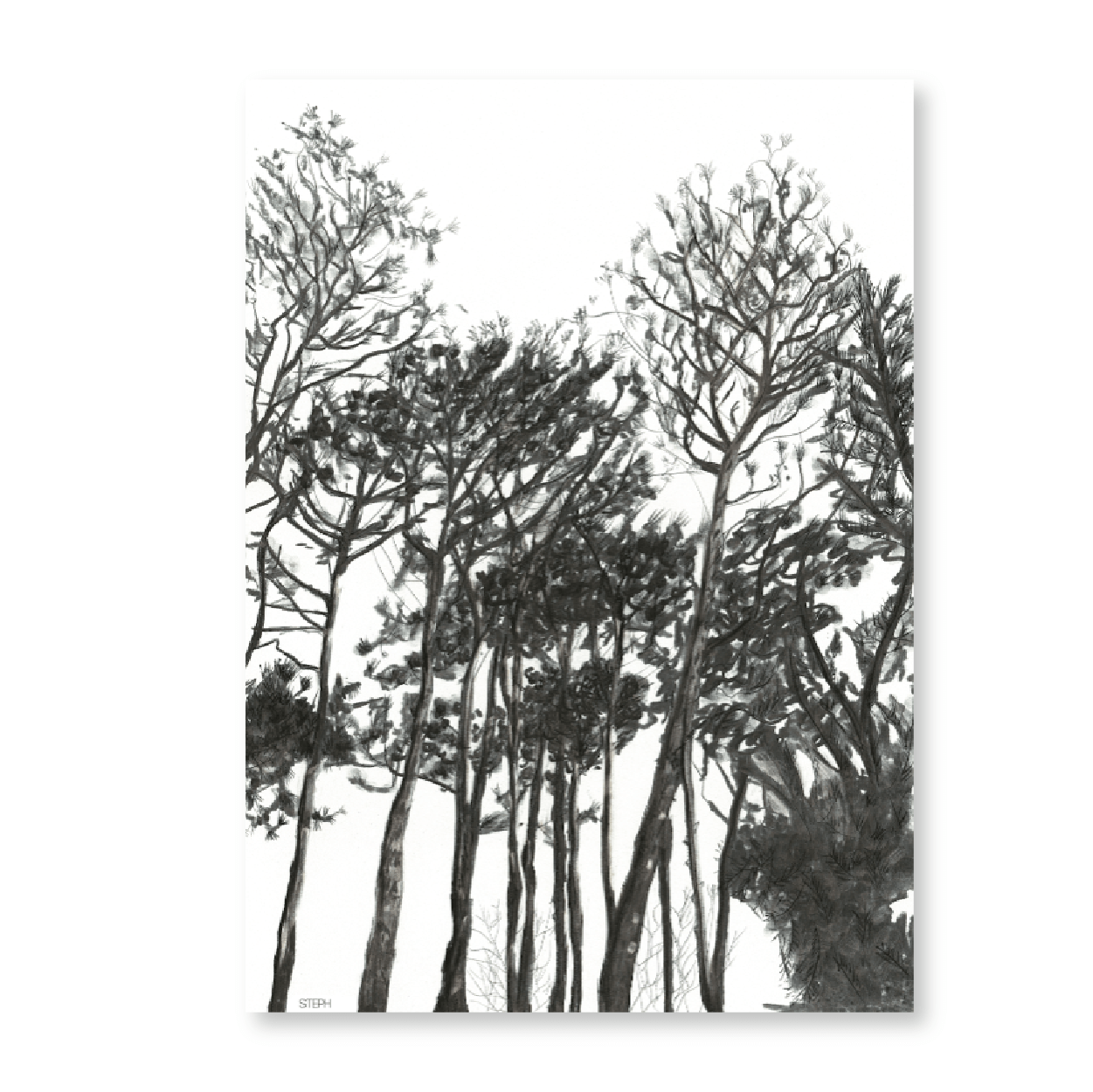Pines