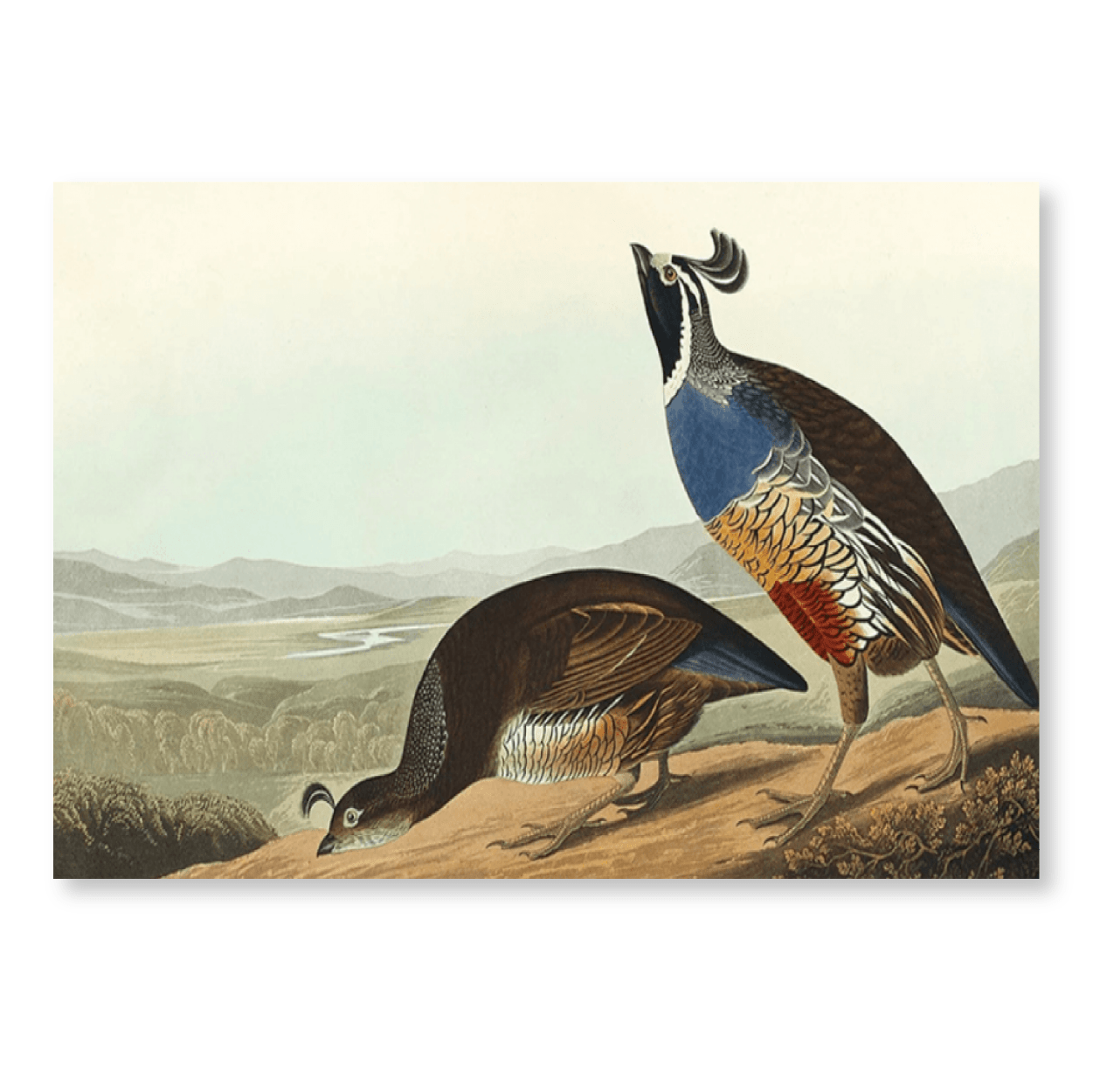 Audubon Quail