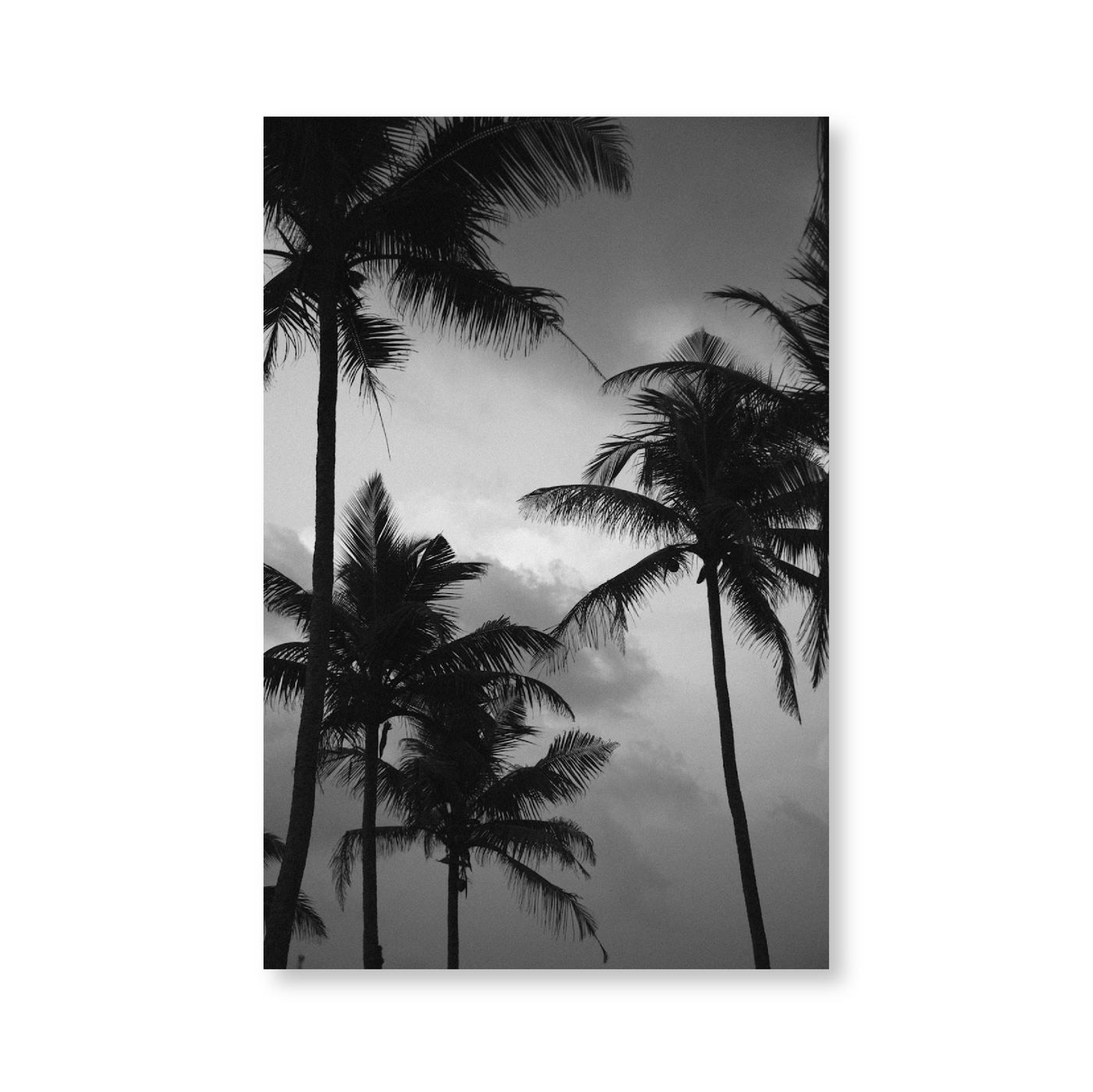 Palm Tree II