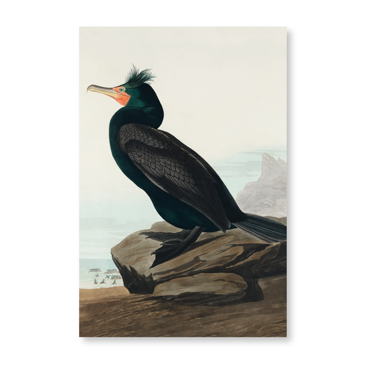 John James Audubon -  "Double Crested Cormorant"