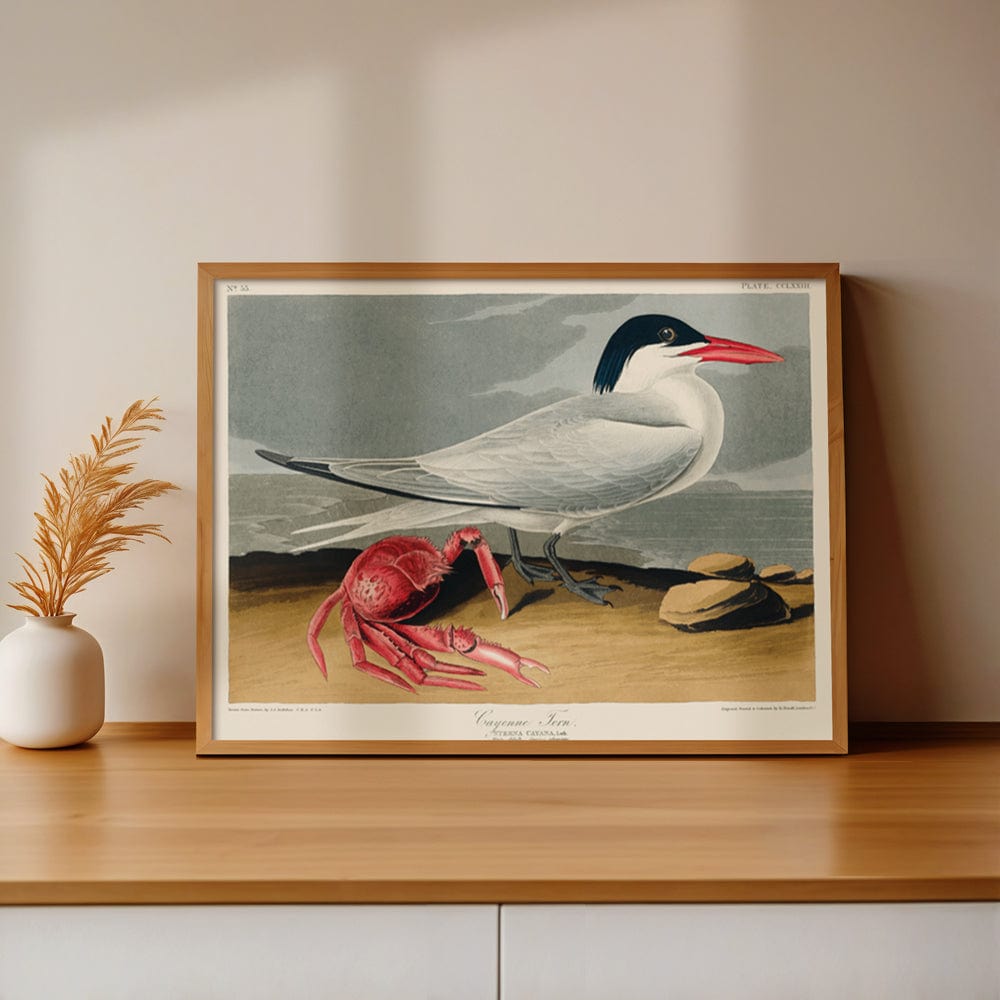 John James Audubon: "Cayenne Tern"