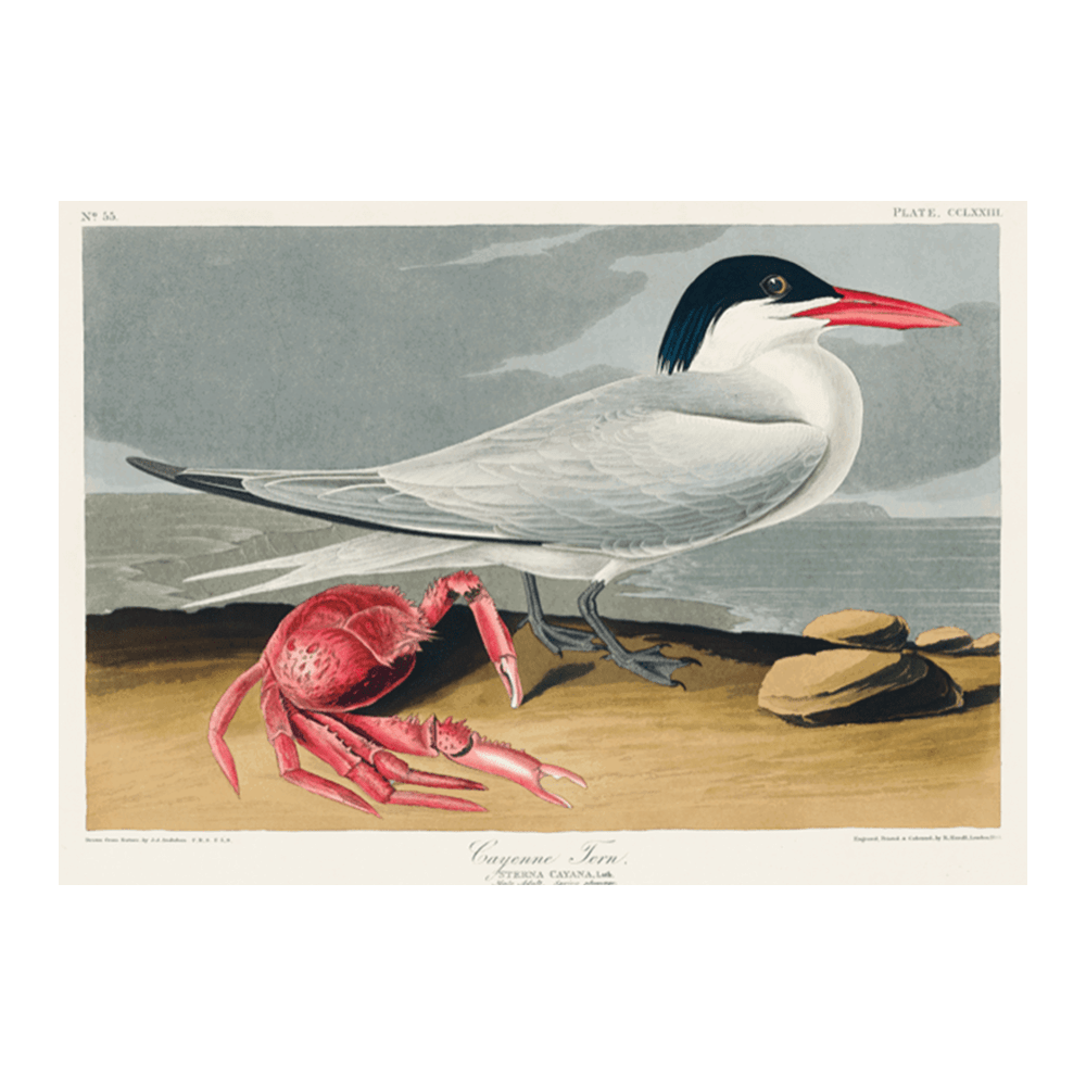 John James Audubon: "Cayenne Tern"