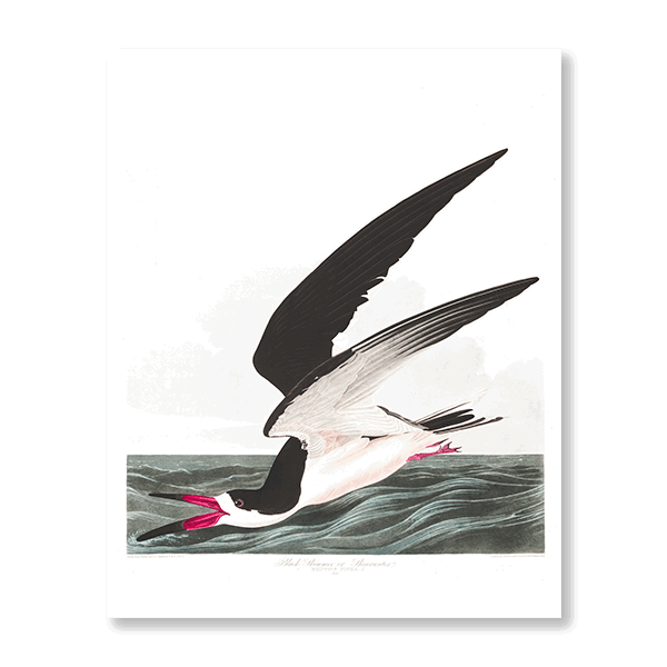 John James Audubon -  "Black Skimmer" - Jasper & Jute