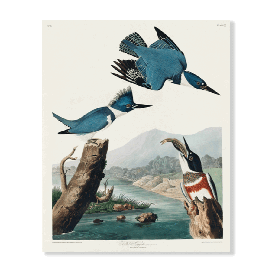 John James Audubon: "Belted Kingfisher" - Jasper & Jute