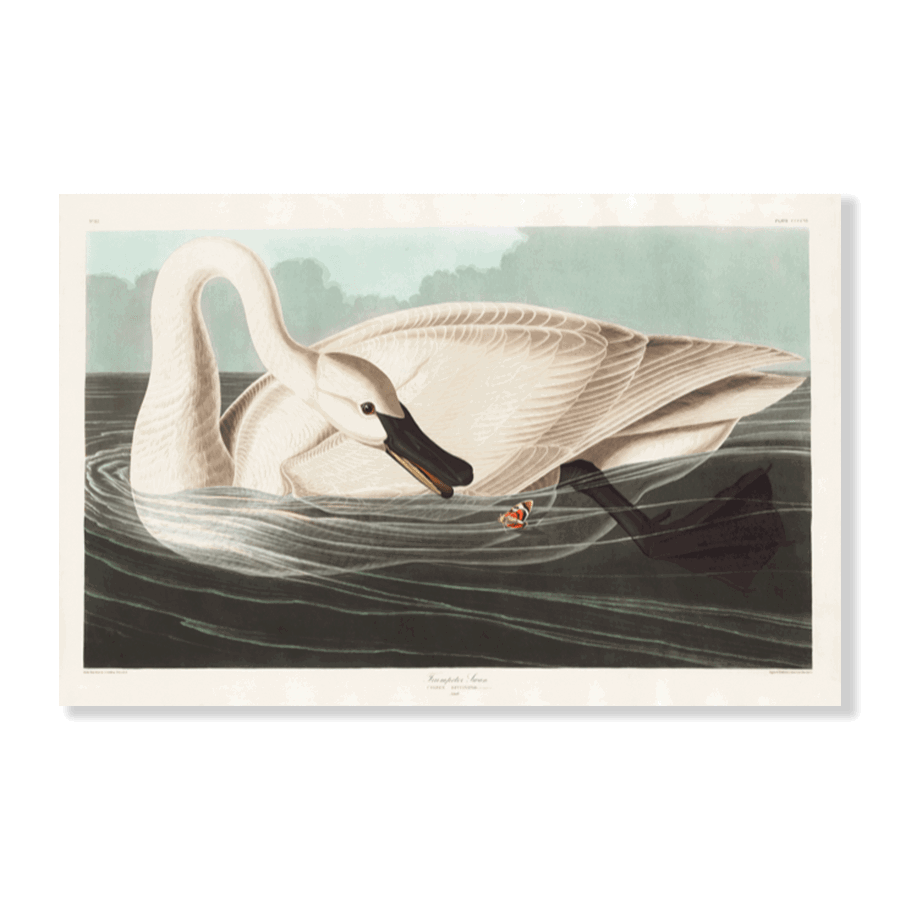 John James Audubon: "Trumpeter Swan" - Jasper & Jute