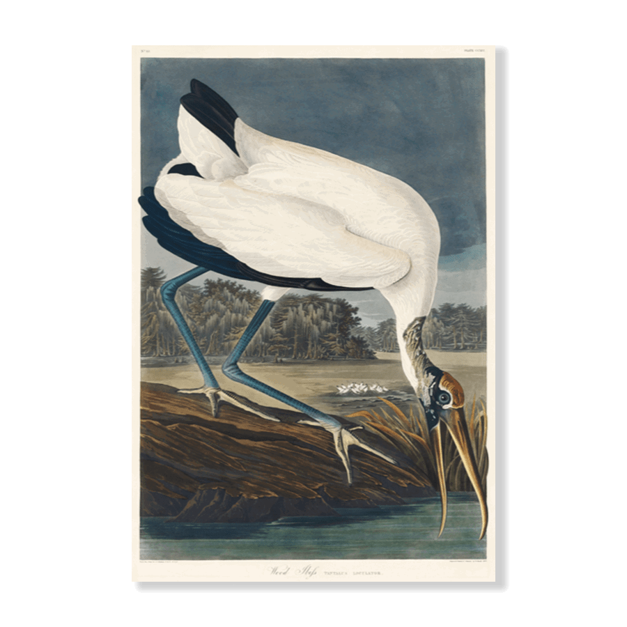 John James Audubon: "Wood Ibis" - Jasper & Jute