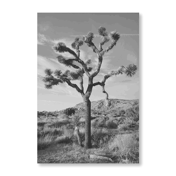 Joshua Tree III - Jasper & Jute