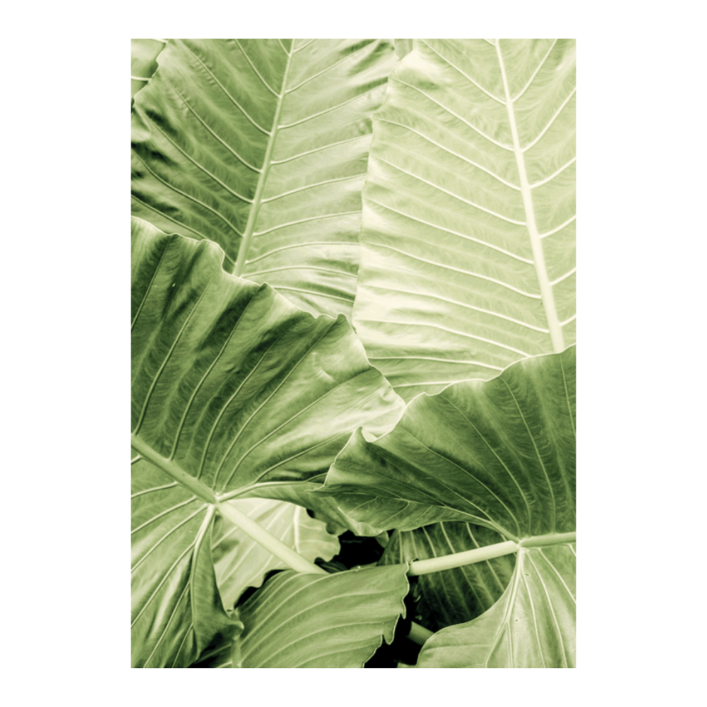 Jungle Fever