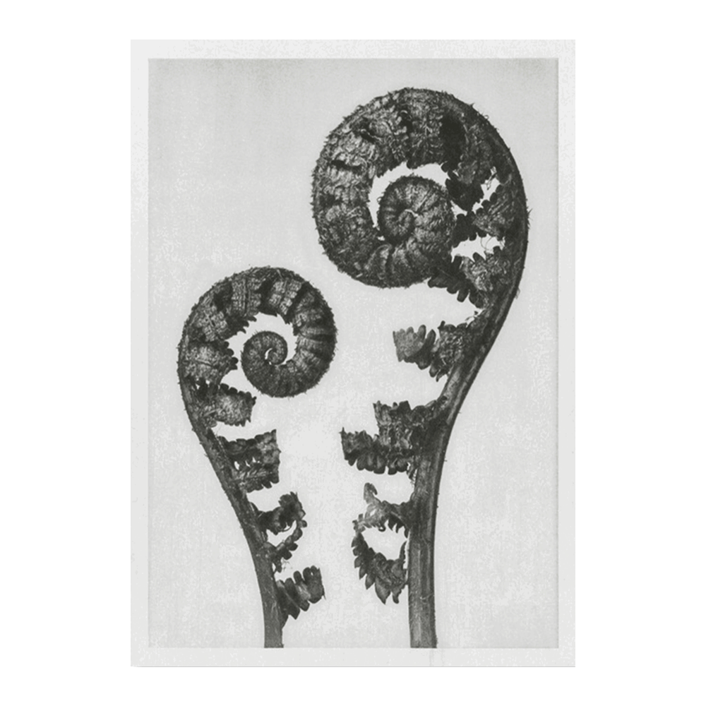 ‍Karl Blossfeldt: "Aspidium Filix Mas (Shield Fern Fronds)" (100% off)