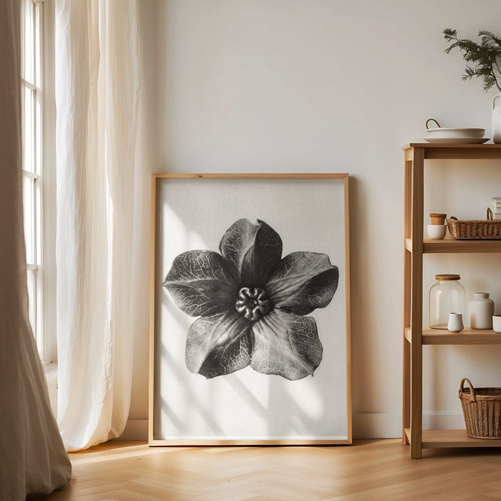 Karl Blossfeldt: "Cobea Scandens (Mexican Ivy)"