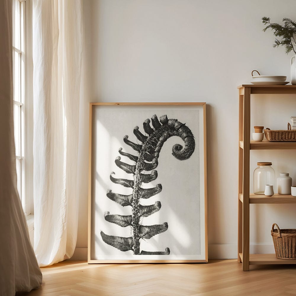 Karl Blossfeldt: "Polystichum Munitum (Prickly Shield Fern)"