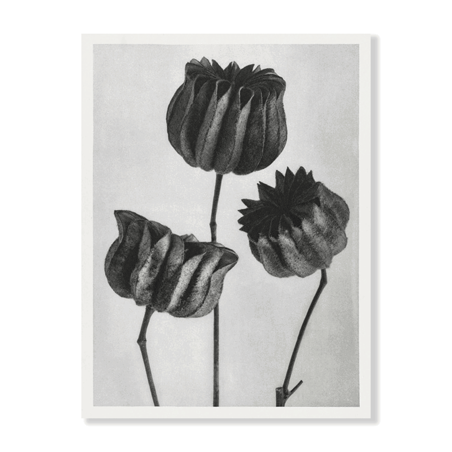 Karl Blossfeldt: "Abutilon (Lime Mallow)" - Jasper & Jute