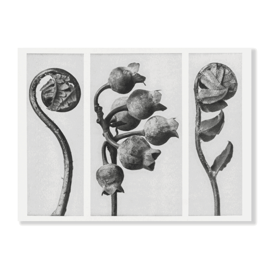 Karl Blossfeldt: "Polypodiaceae Aspidieae (Polypody)" - Jasper & Jute