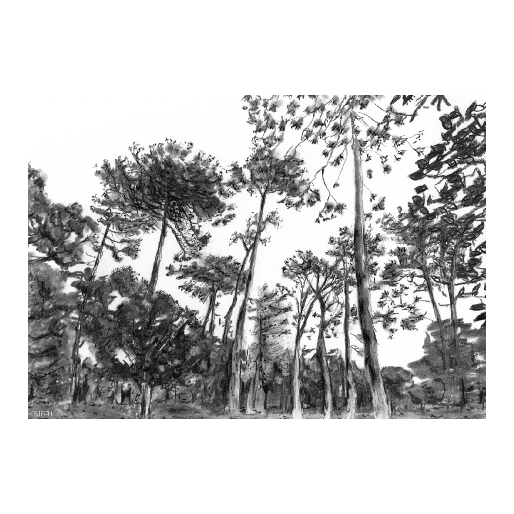 Keurboom Forests