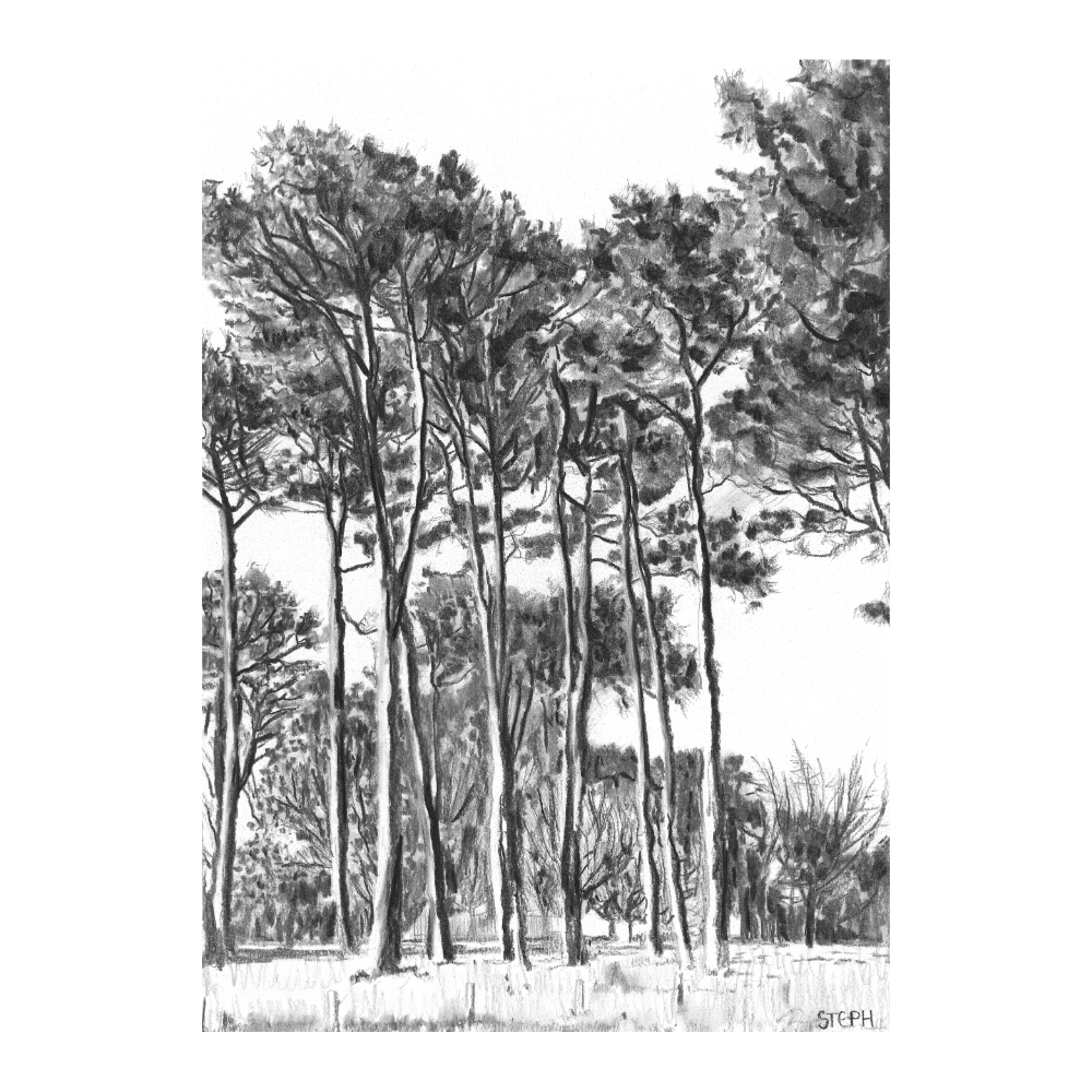 Keurboom I