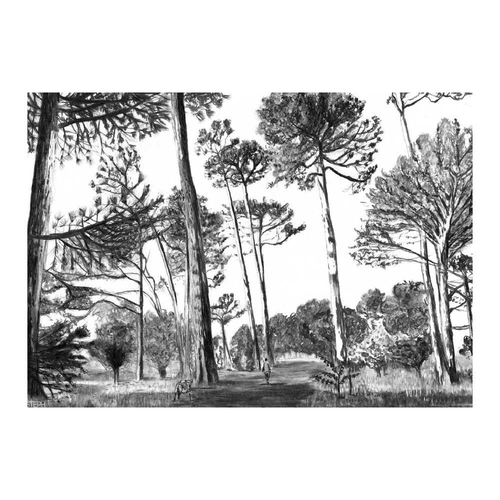 Keurboom Pines