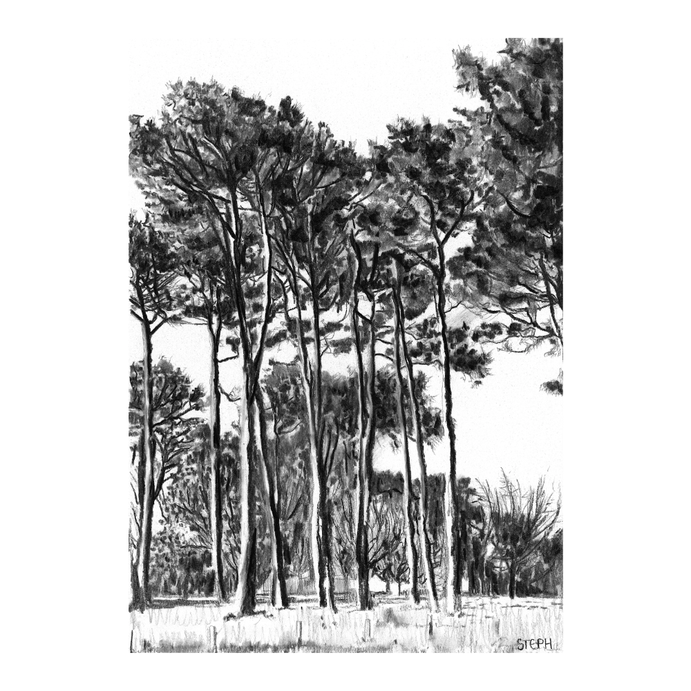 Keurboom Pines IV