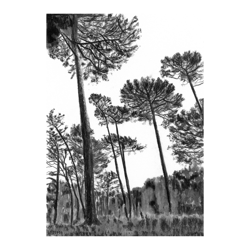 Keurboom Pines II