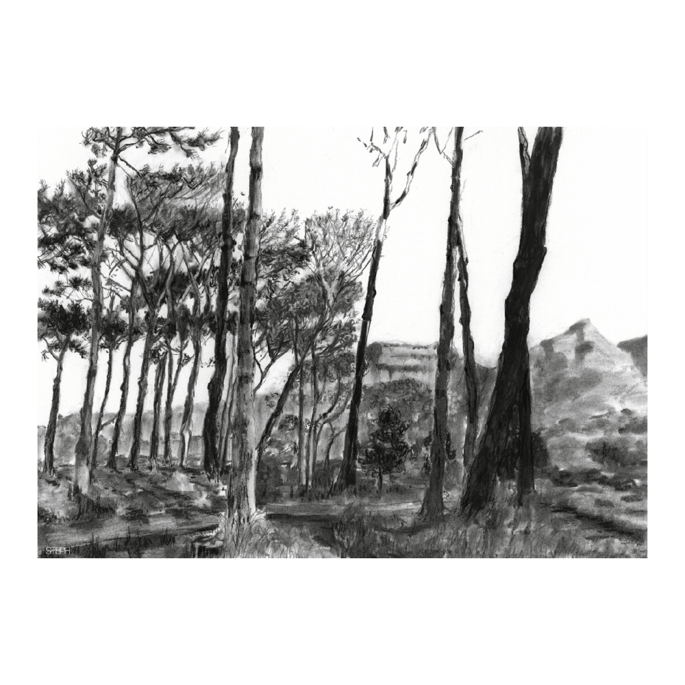 Keurboom Shadows