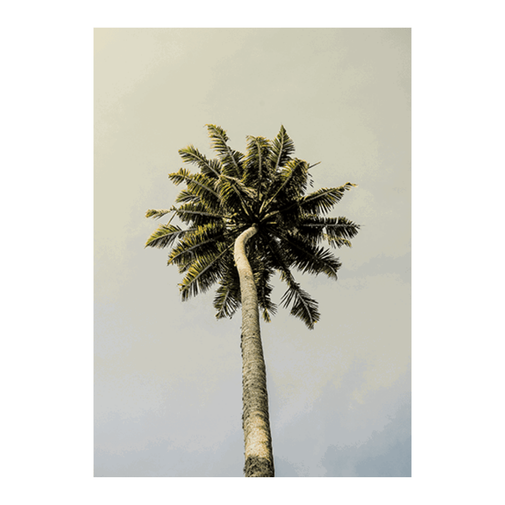 King Palm