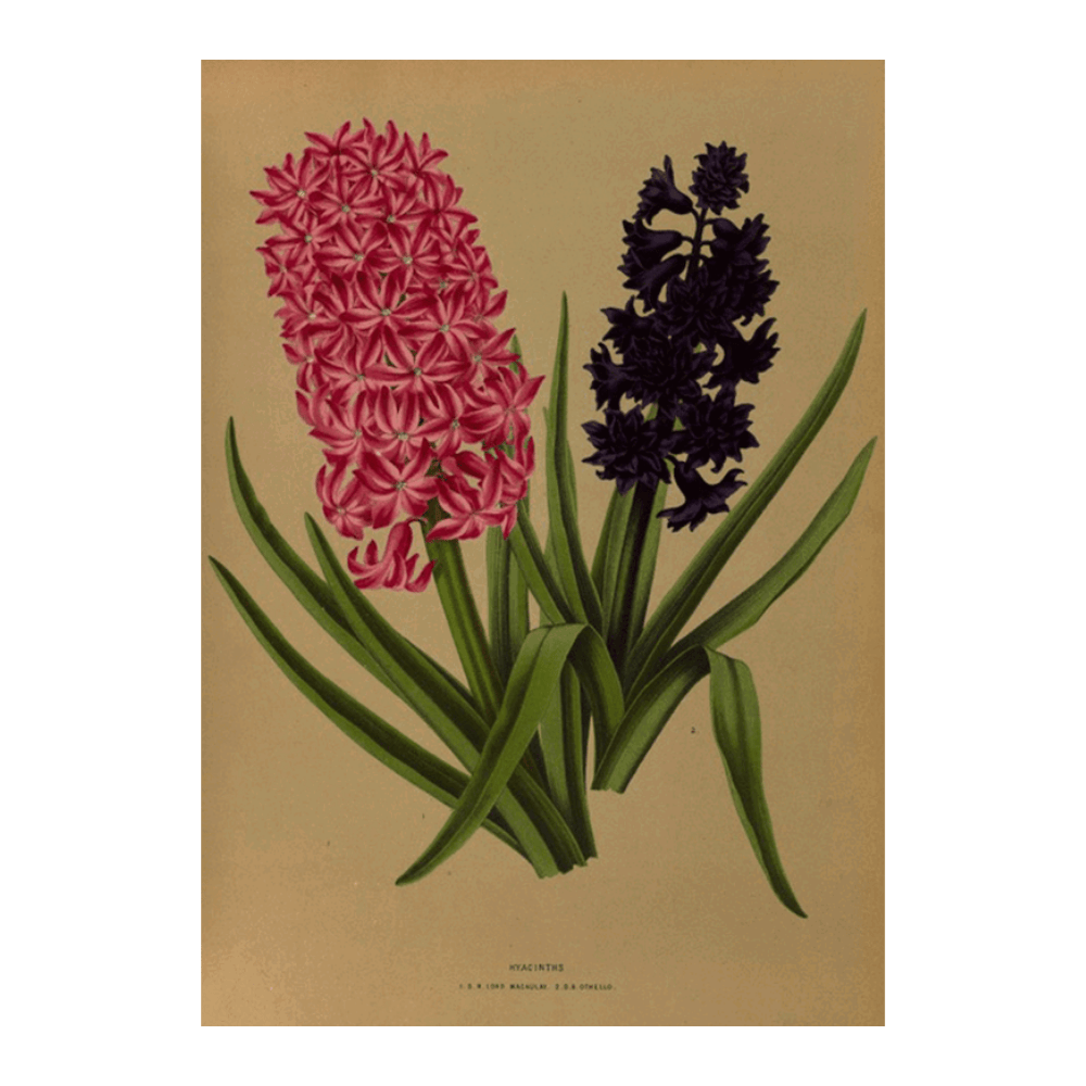 Hyacinths 3 (1872-1881)
