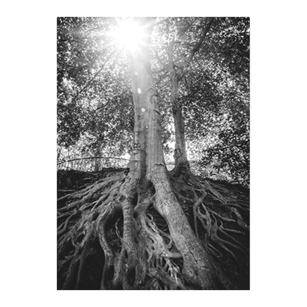 In the Soil
