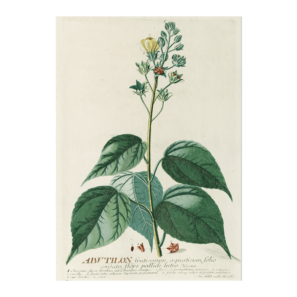 Abutilon