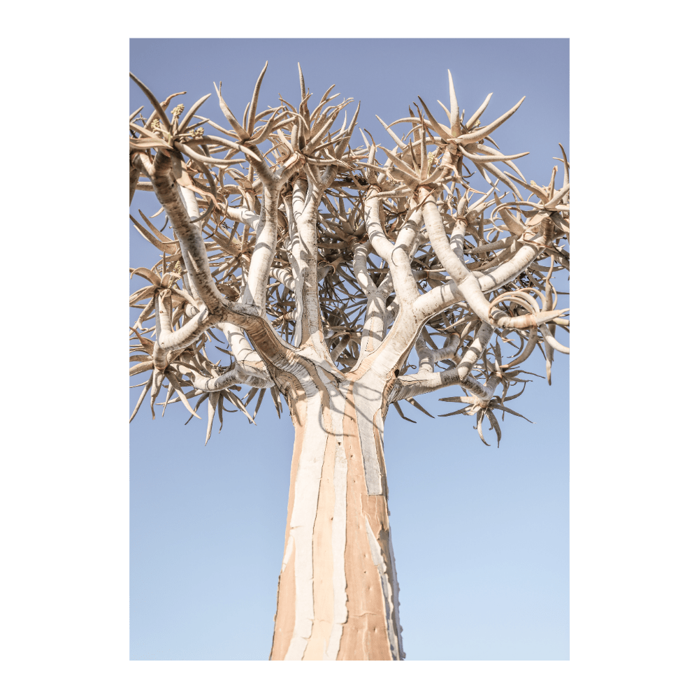 Kokerboom