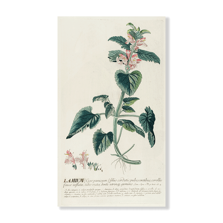 Lamium - Jasper & Jute