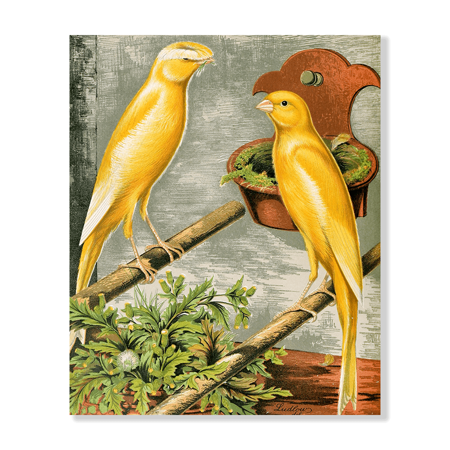 Lancashire Coppies-Yellow Plainhead Cock And Buff Coppy Hen - Jasper & Jute