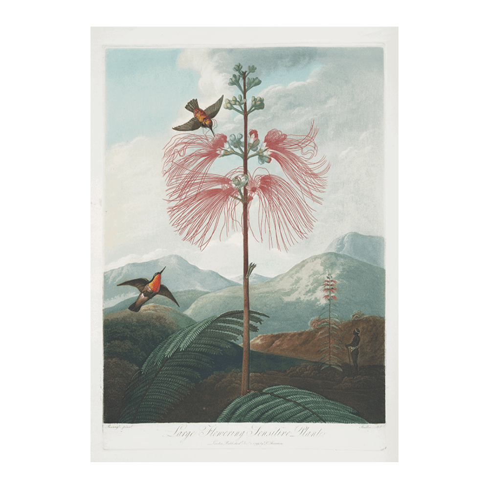 Large Flowering Sensitive Plant