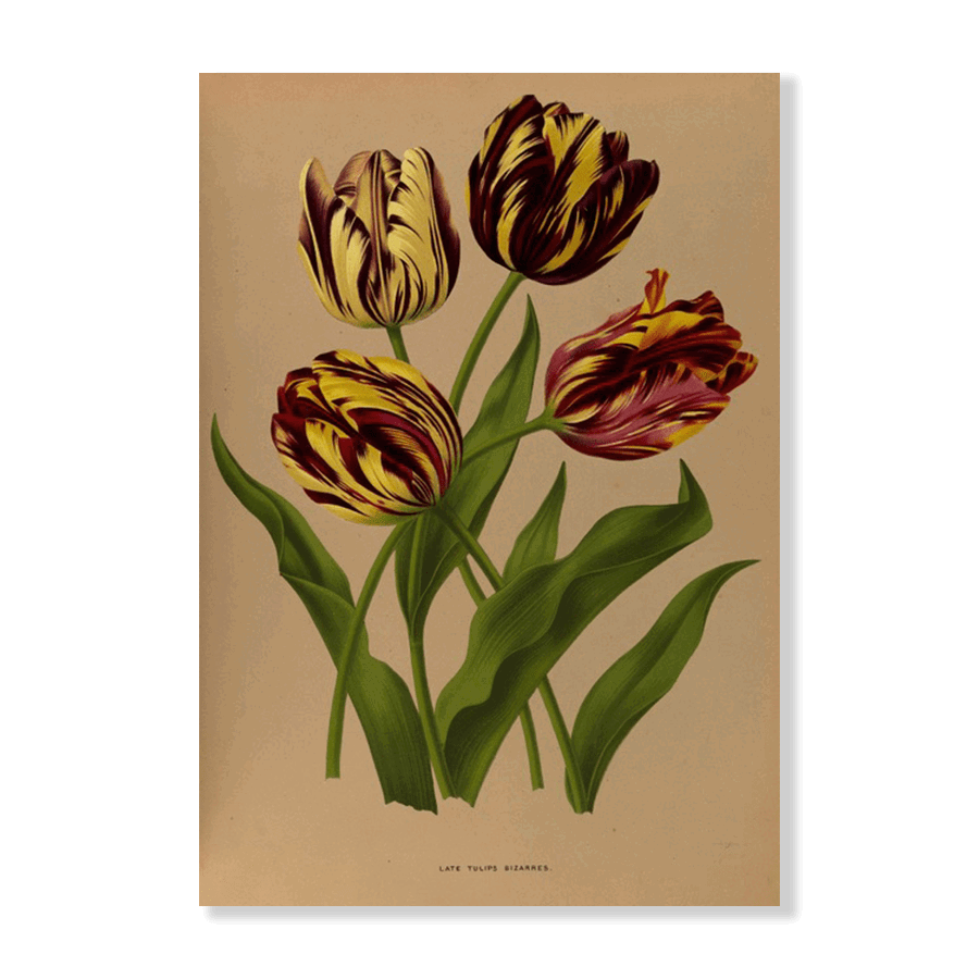 Late Tulips Bizarres (1872-1881) - Jasper & Jute