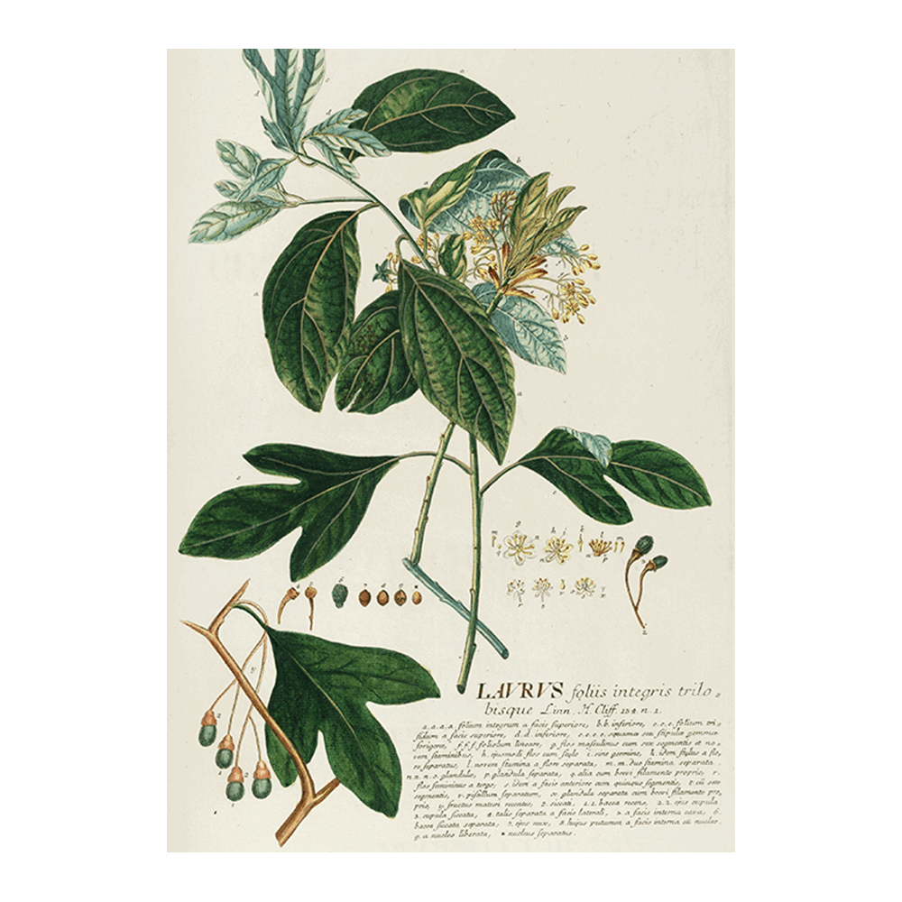 Laurus II