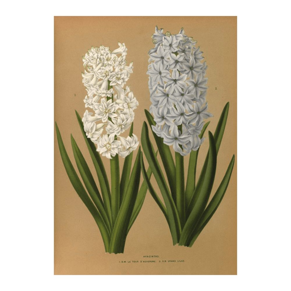 Hyacinths 1.D.W. La Tour D'auvergne