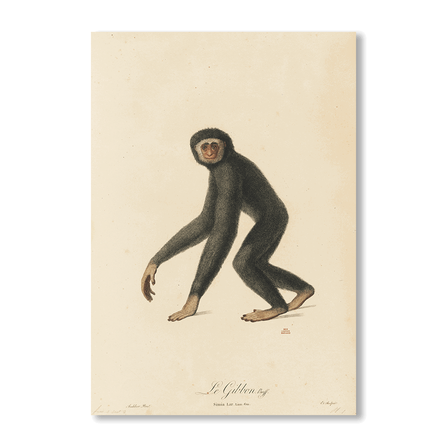 Le Gibbon - Jasper & Jute