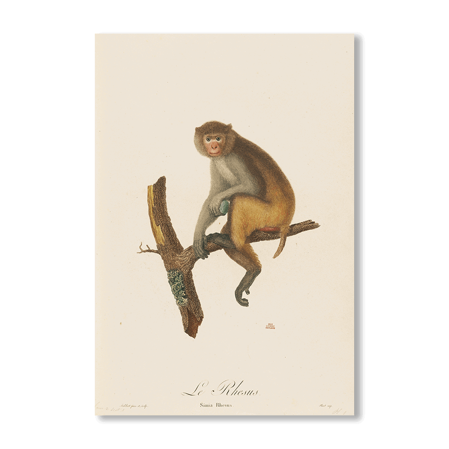 Le Rhesus - Jasper & Jute