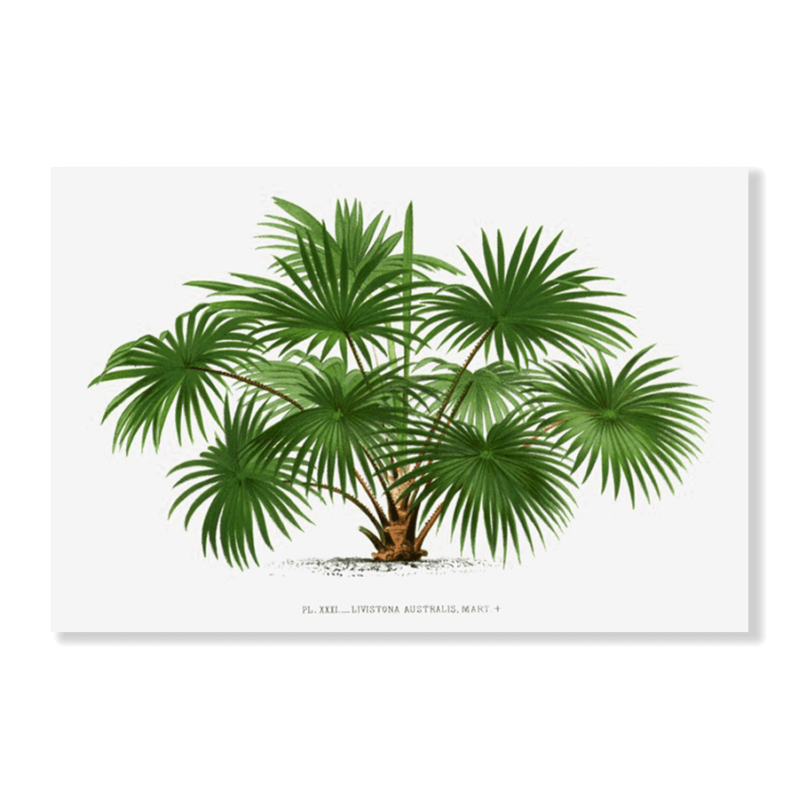 Les Palmiers Histoire XXXI - Jasper & Jute