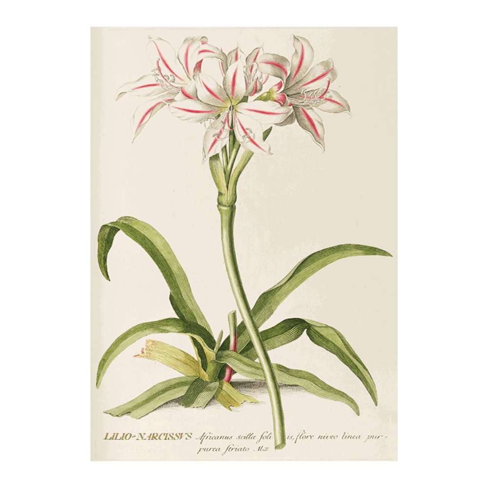 Lilio-Narcissus