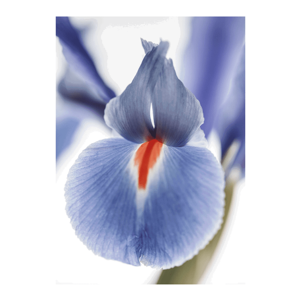 Lilly