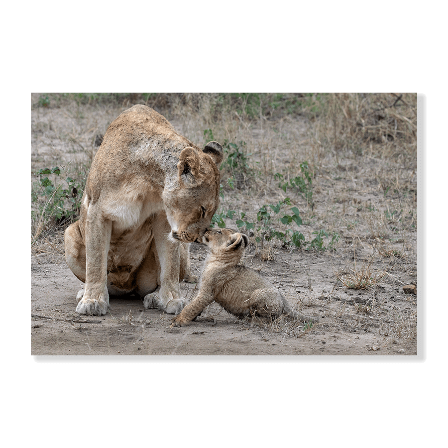 Lioness Love - Jasper & Jute