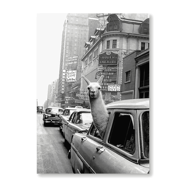 Llama Riding NYC Taxicab - Jasper & Jute