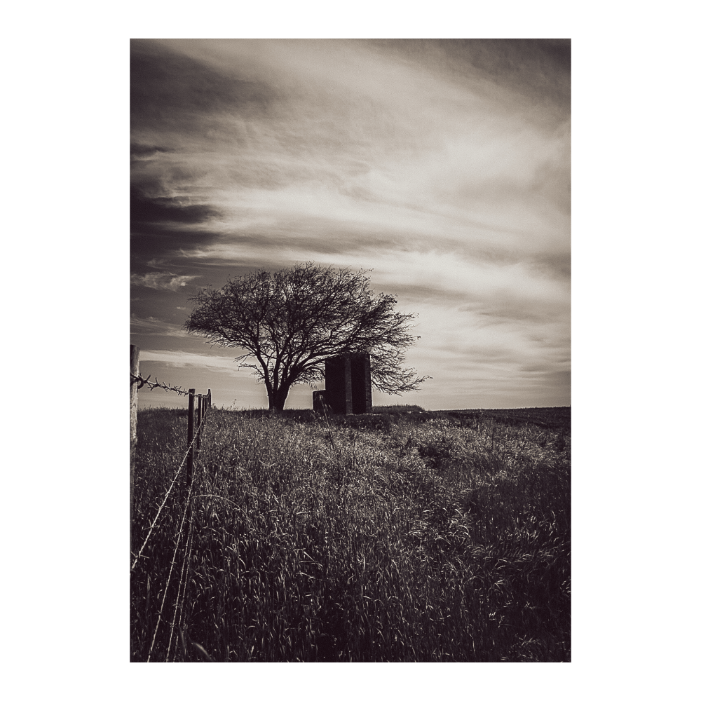 Lone Tree On The Roadside