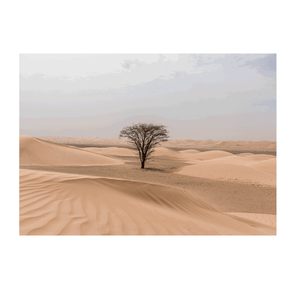 Lonely Tree In The Sahara