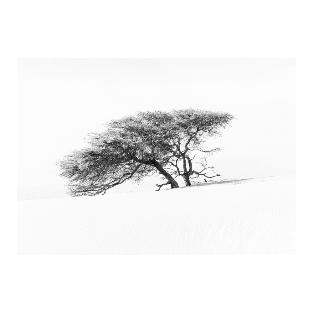 Lonely Tree In The Sahara