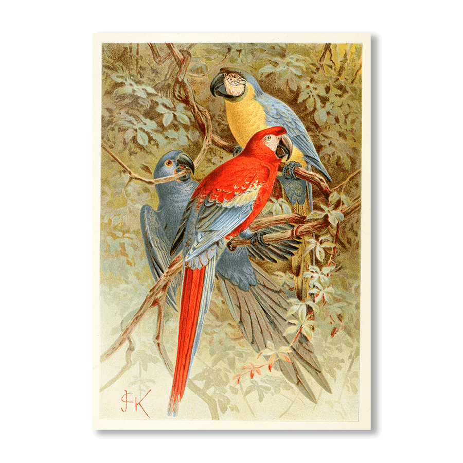 Macaws - Jasper & Jute