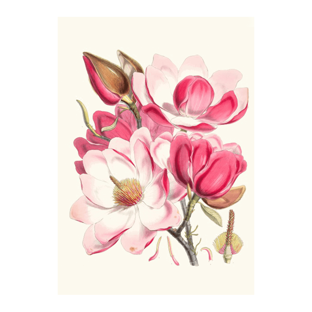 Magnolia Campbellii (1855)